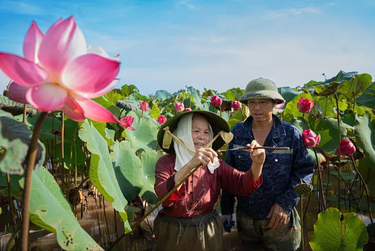 Bà Thuận và con trai đang thu hoạch cây sen
