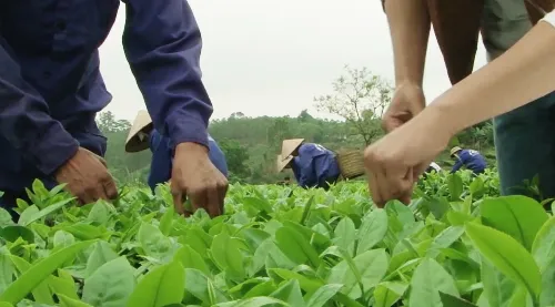 Những búp chè non tơ được thu hái từ sáng sớm