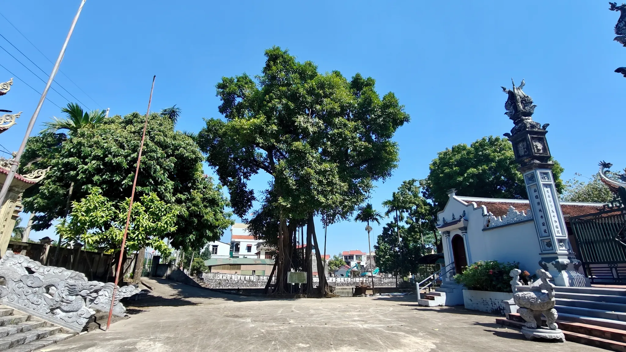 Cây đa trong khuôn viên đình Thọ Vực