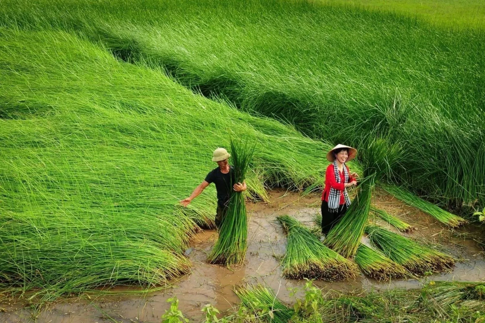 Hình ảnh người dân đang thu hoạch cói