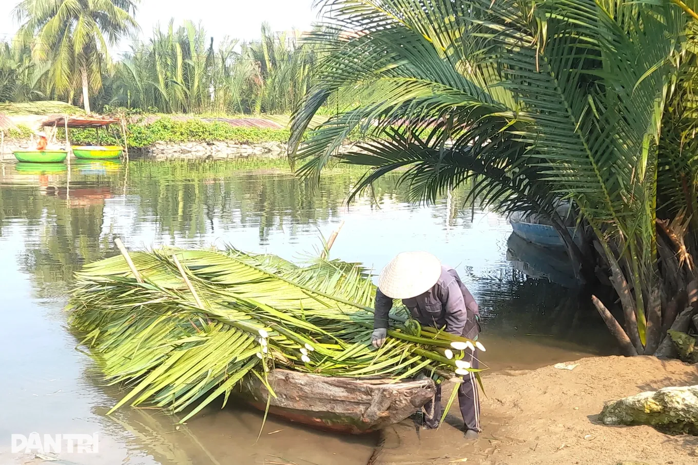Thu hoạch lá dừa nước để chuẩn bị làm nhà