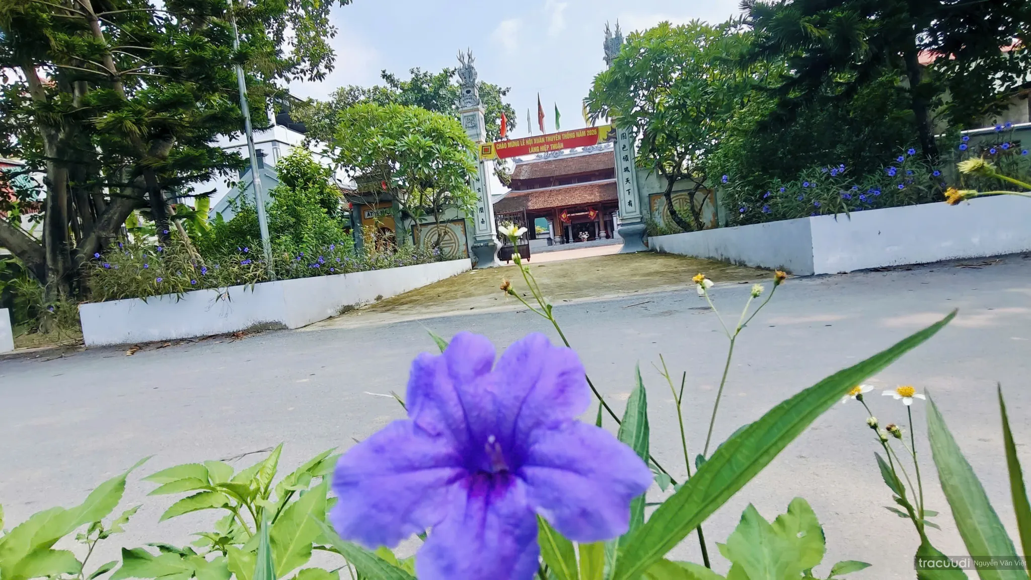 Góc nhìn từ một bông hoa chiều tím