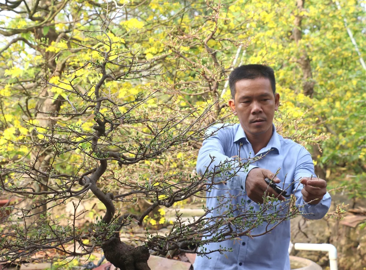 Hình ảnh người dân đang chăm sóc chậu mai chuẩn bị cho ngày Tết