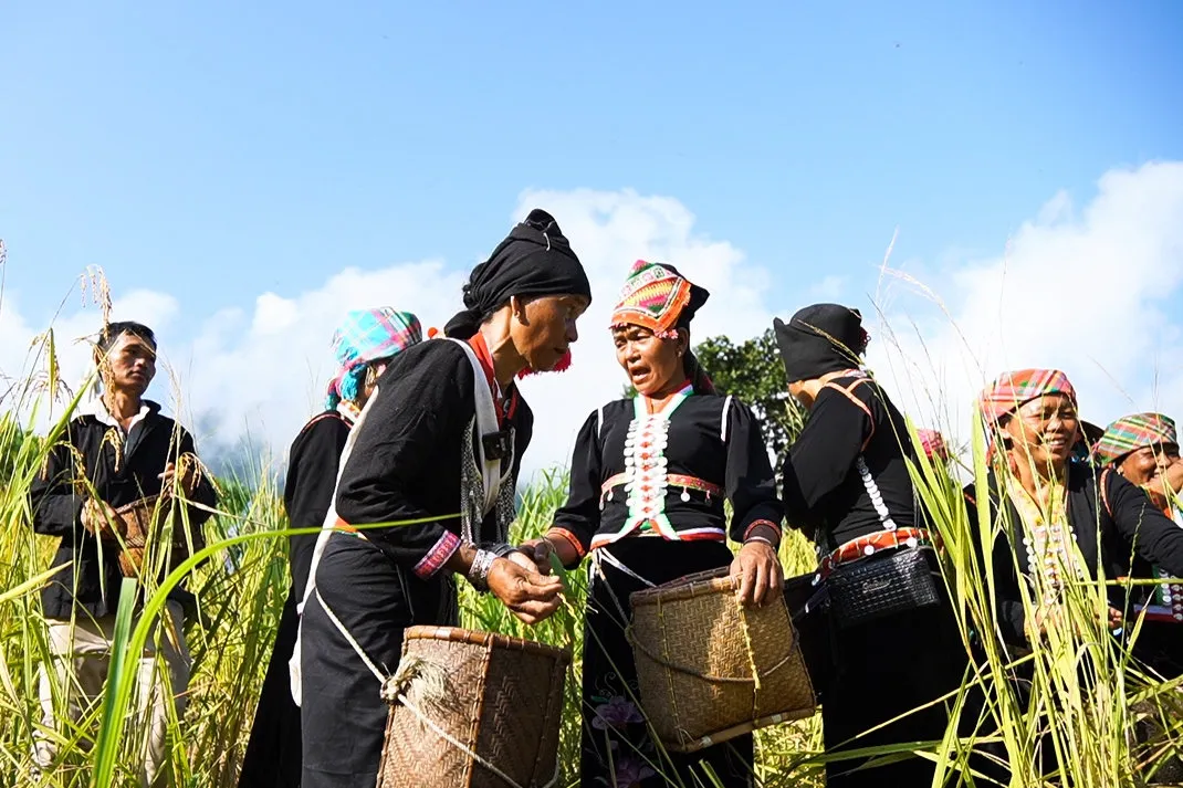 Thu hoạch lúa mang về làm lễ được thực hiện ngay trong buổi sáng sớm ngày tổ chức lễ 300923