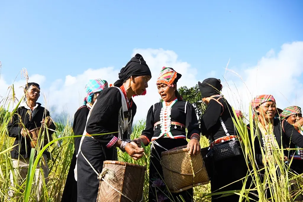 Thu hoạch lúa mang về làm lễ được thực hiện ngay trong buổi sáng sớm ngày tổ chức lễ 300923