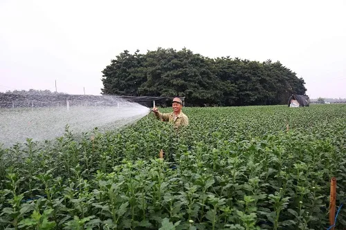 Công đoạn tưới nước và chăm sóc hoa