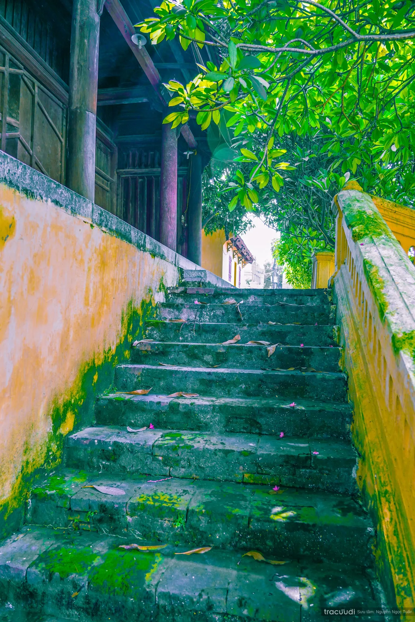 Lỗi lên trong khuôn viên Đình Đông Ngạc