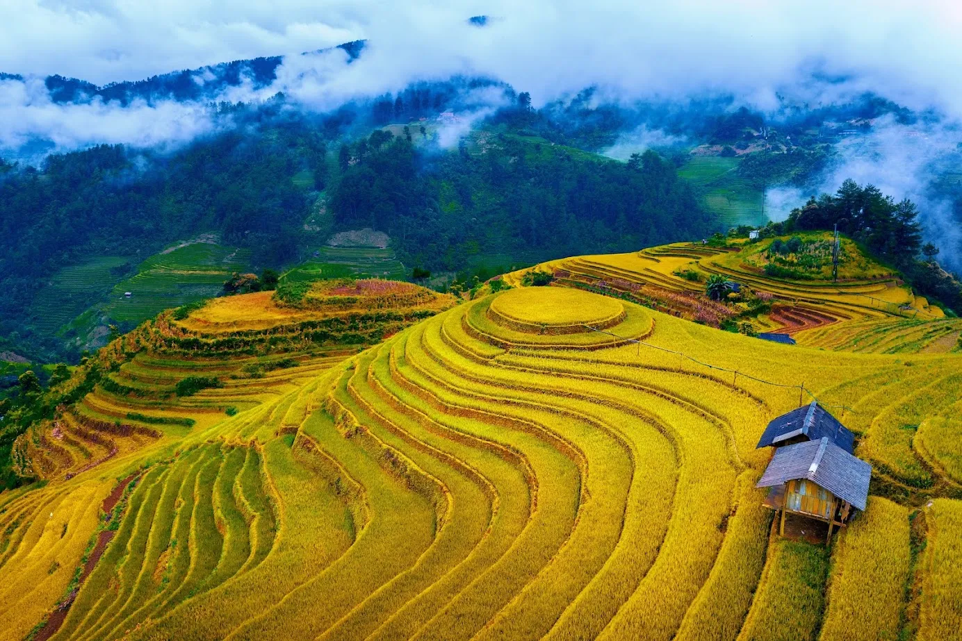 Hình ảnh Ruộng Bậc Thang Mù Cang Chải mùa lúa chín