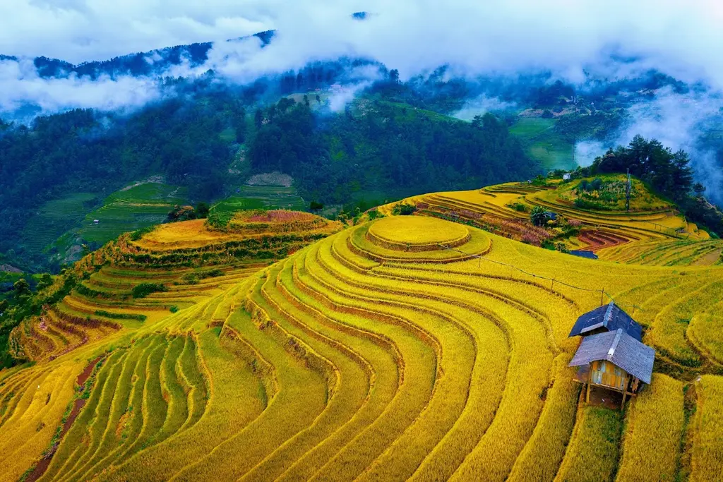 Hình ảnh Ruộng Bậc Thang Mù Cang Chải mùa lúa chín
