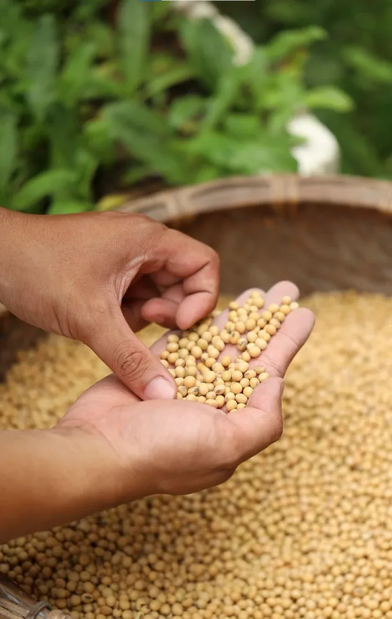 Công đoạn lựa chọn nguyên liệu
