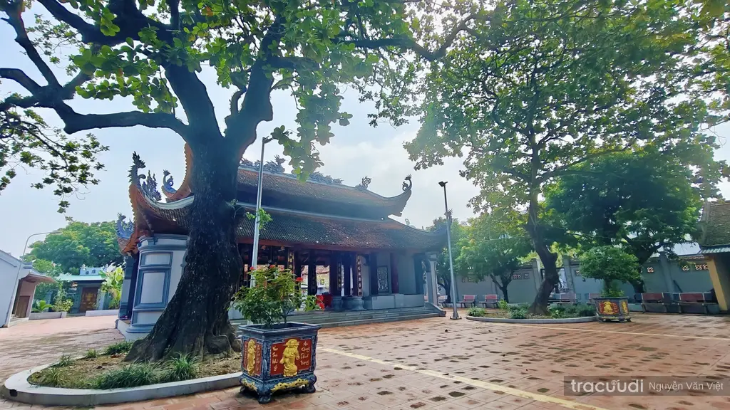 Cây bàng cổ thụ trong khuôn viên Đền Trong