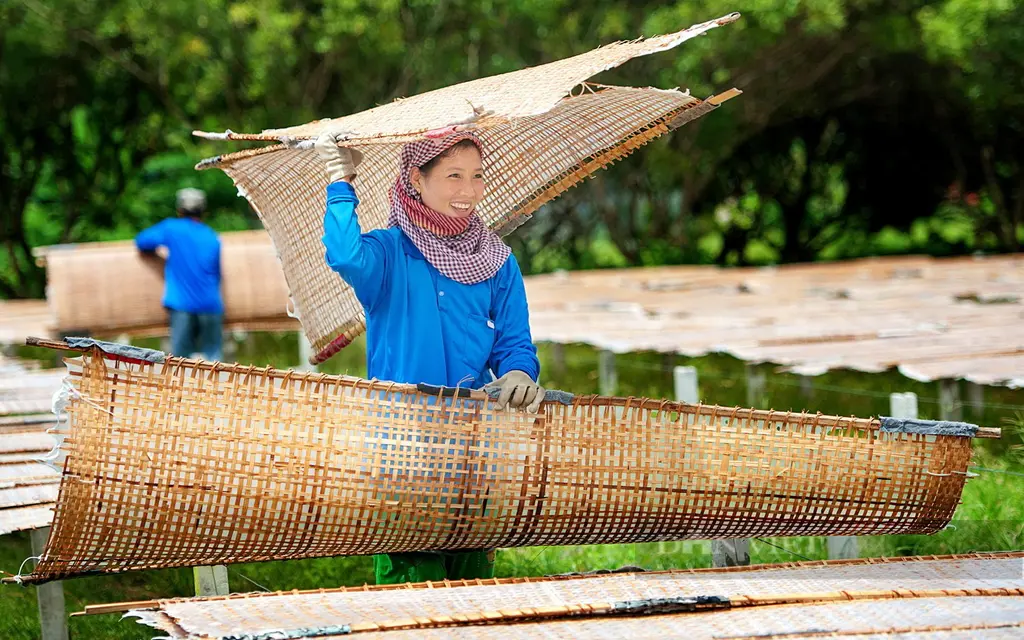Bánh tráng được mang đi phơi trên các tấm phên