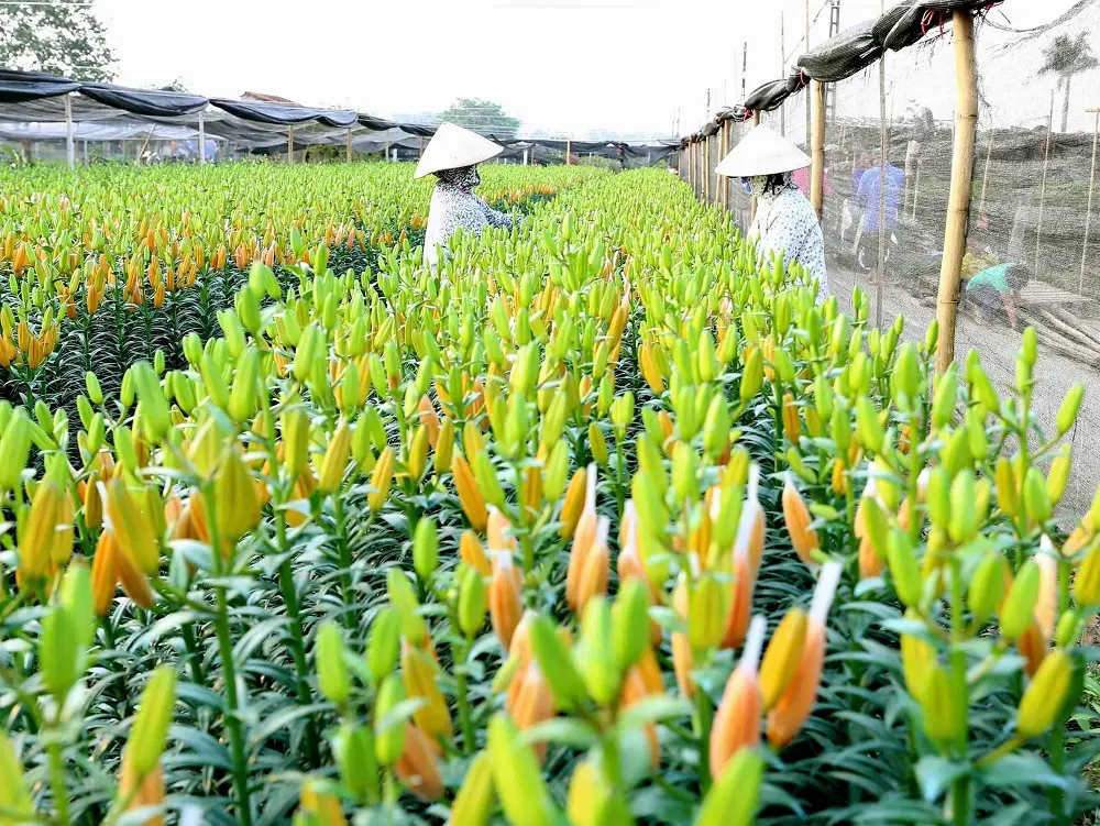 Hoa ly đang được chuẩn bị cho dịp Tết đến