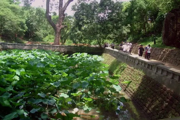 Hồ sen trước mặt Đền Giếng