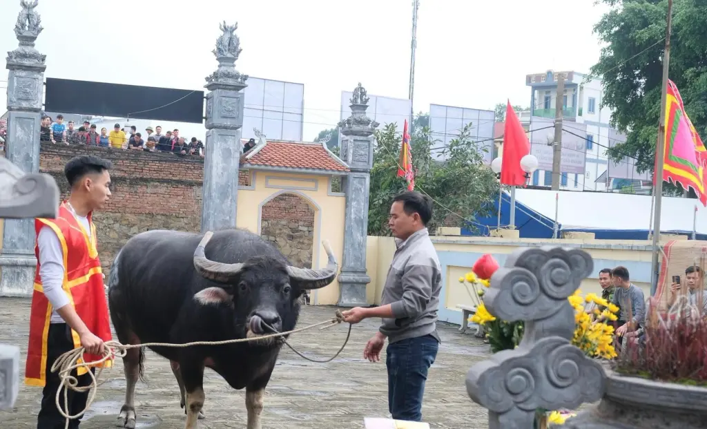 Công tác chuẩn bị trước khi ra trận tại Lễ hội chọi trâu Hải Lựu