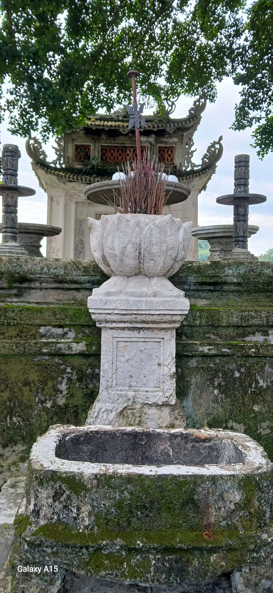 Cây hương đá trong khuôn viên đình Quán Thánh làng Quyết Tiến, Tiên Phương