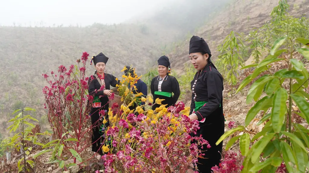 Người dân lên nương lấy hoa mào gà để cúng Lễ hội Mìn Lóng Phạt