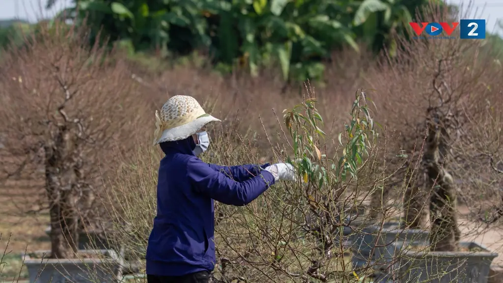 Công đoạn tỉa lá cho đào Nhật Tân