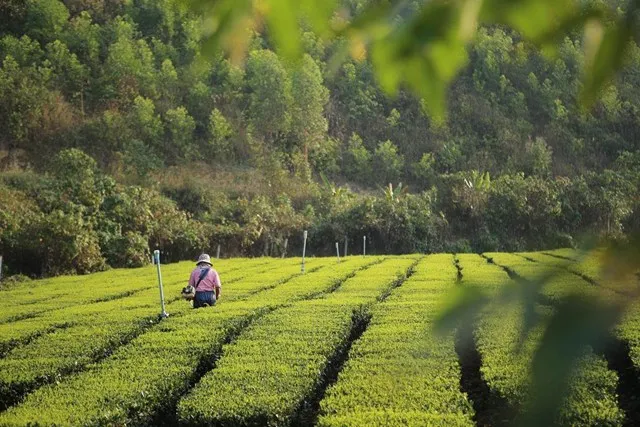 Đồi chè xanh mướt tại Bản Ven