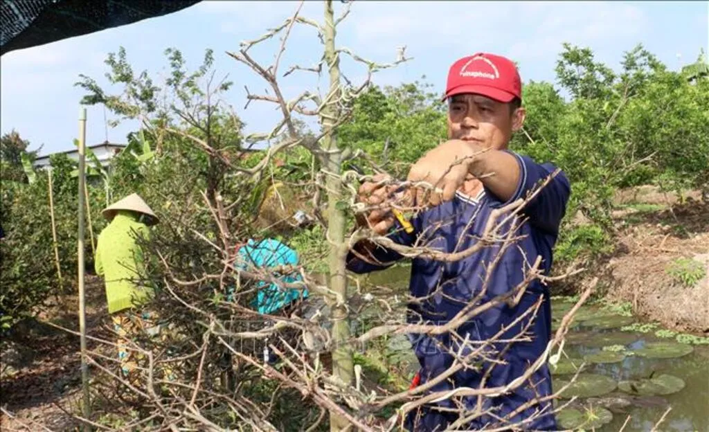 Người dân làng nghề mai vàng Phước Định vặt lá để cây mai nở hoa đúng dịp Tết