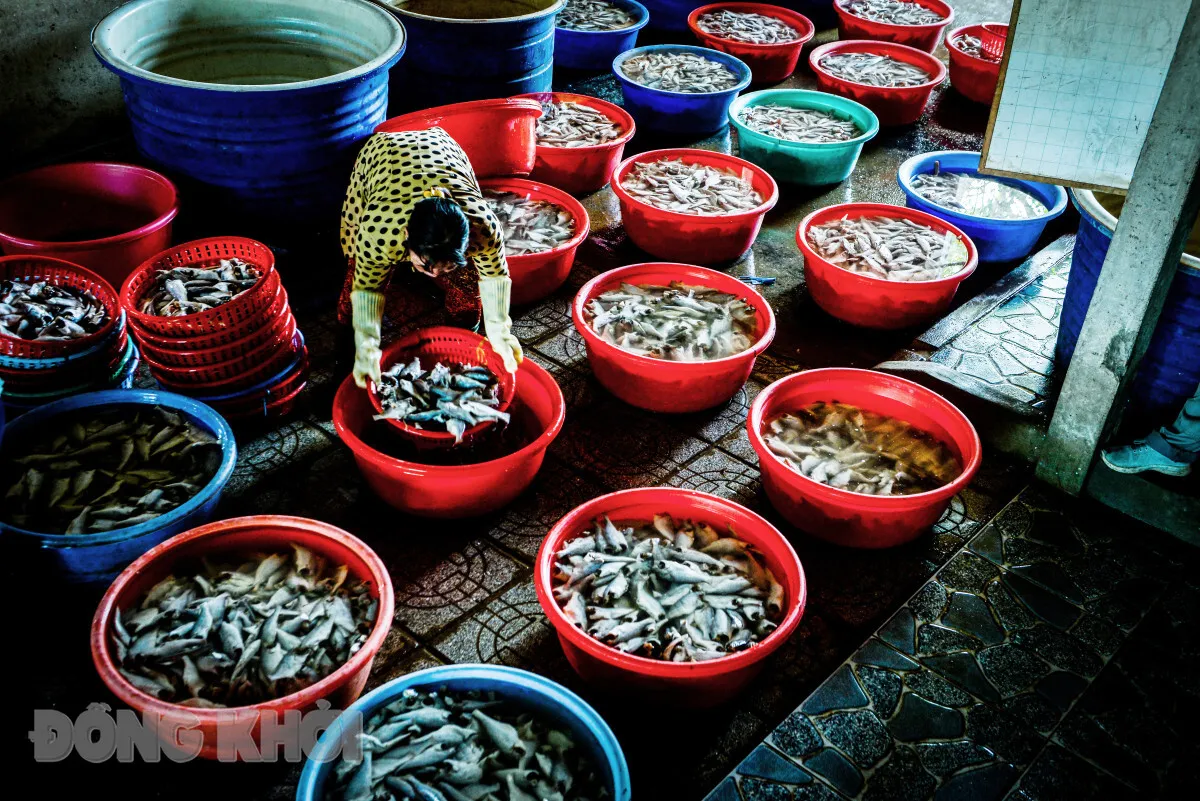 Vớt cá ra chuẩn bị phơi.