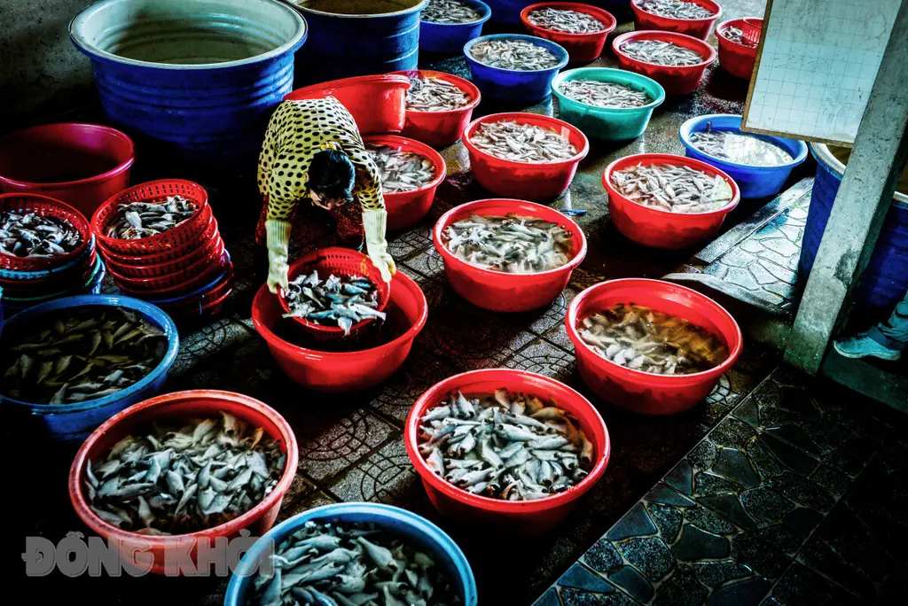 Vớt cá ra chuẩn bị phơi.