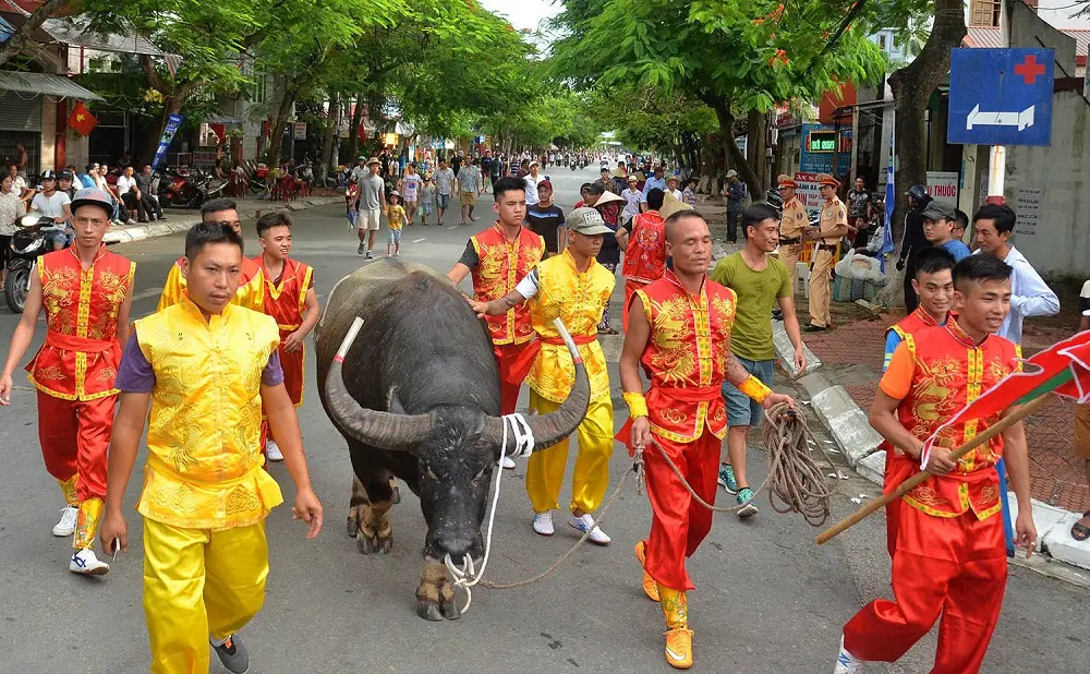 Trâu được chọn được nhiều người cùng dẫn vào sàn đấu tại Lễ hội chọi trâu Đồ Sơn