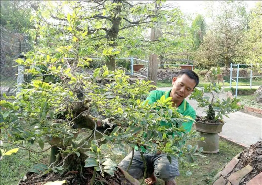 Công đoạn sửa lại dáng cho cây mai