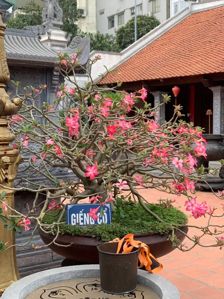 Hoa đua sắc bên giếng cổ Chùa Thanh Nhàn