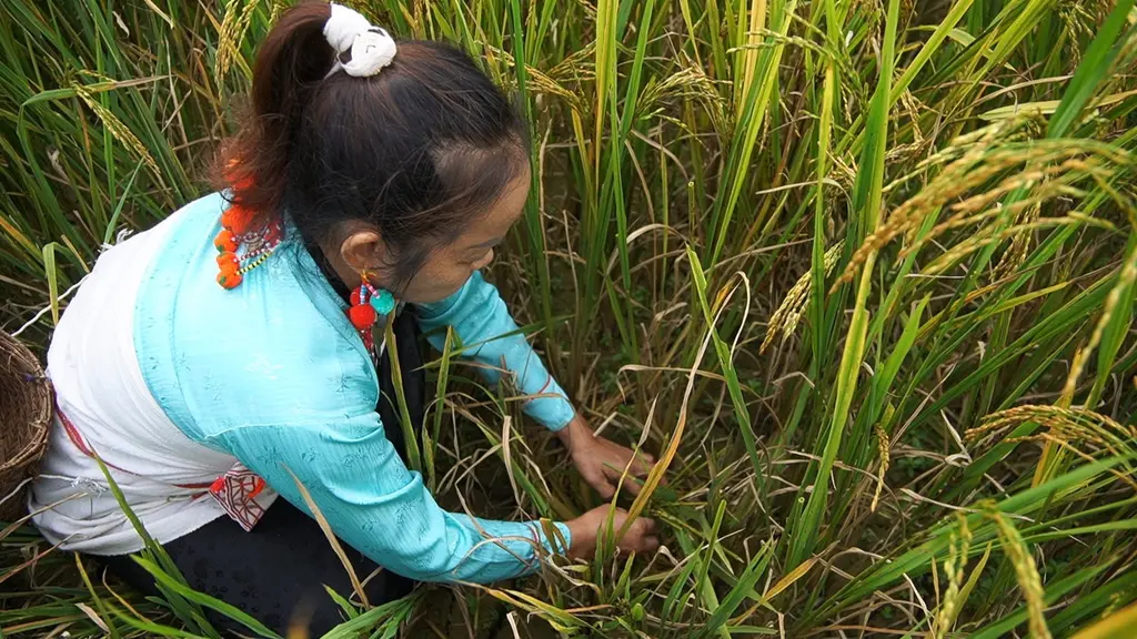 Chủ nhà chọn khóm lúa có ba cây lúa, bông chắc hạt để "làm lý" tại Lễ hội Đón lúa mới dân tộc Mảng