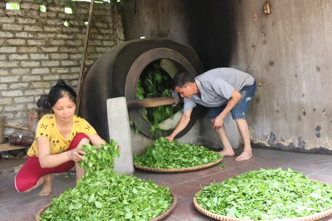 Công đoạn sao chè bằng máy