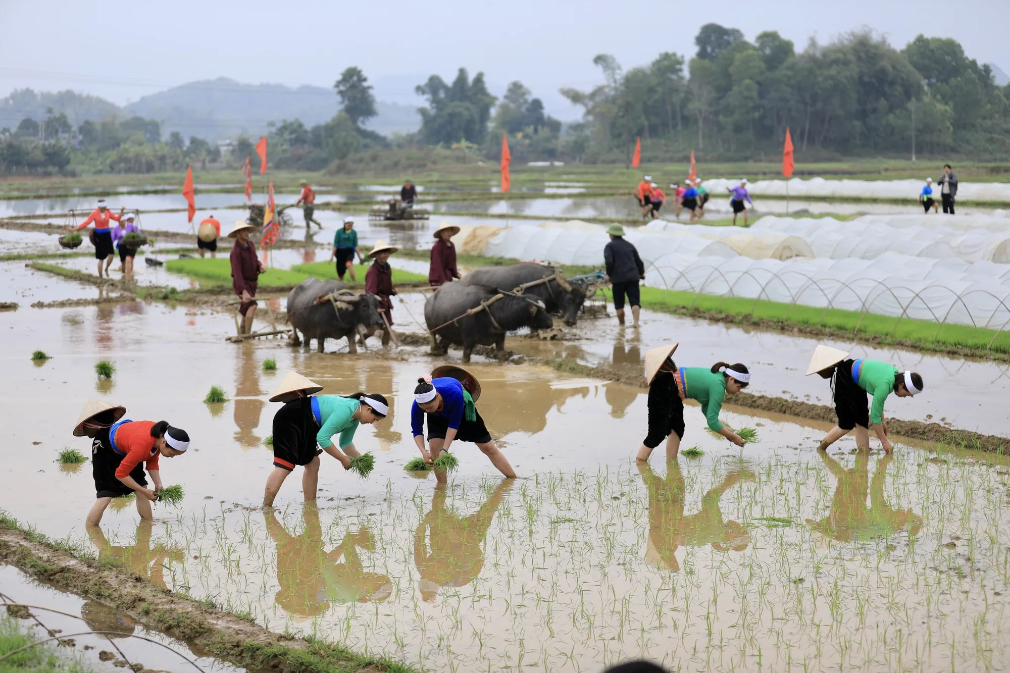 Người dân xuống đồng cày cấy tại Lễ hội Khai hạ