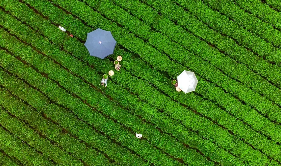 Đồi chè ở bản Ven