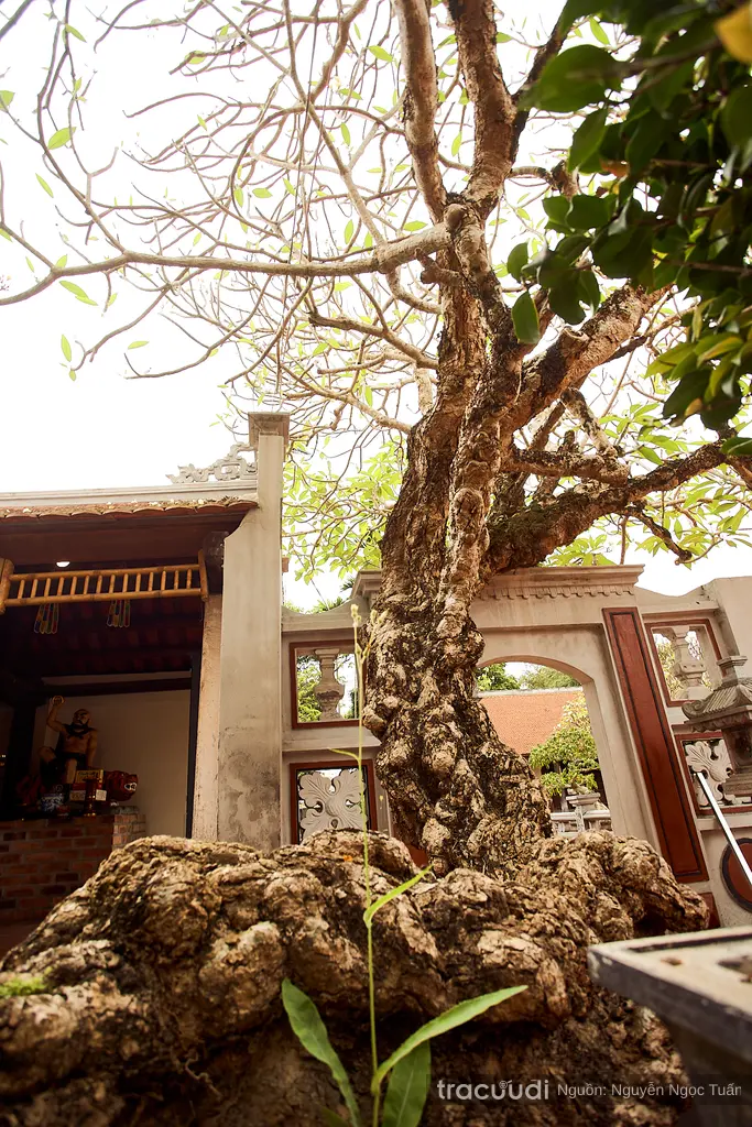 Cây đại trong khuôn viên di tích Chùa Trung Hành