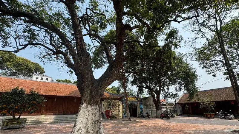 Cây thị cổ thụ đã được công nhận Cây di sản trong khuôn viên Chùa Tổ