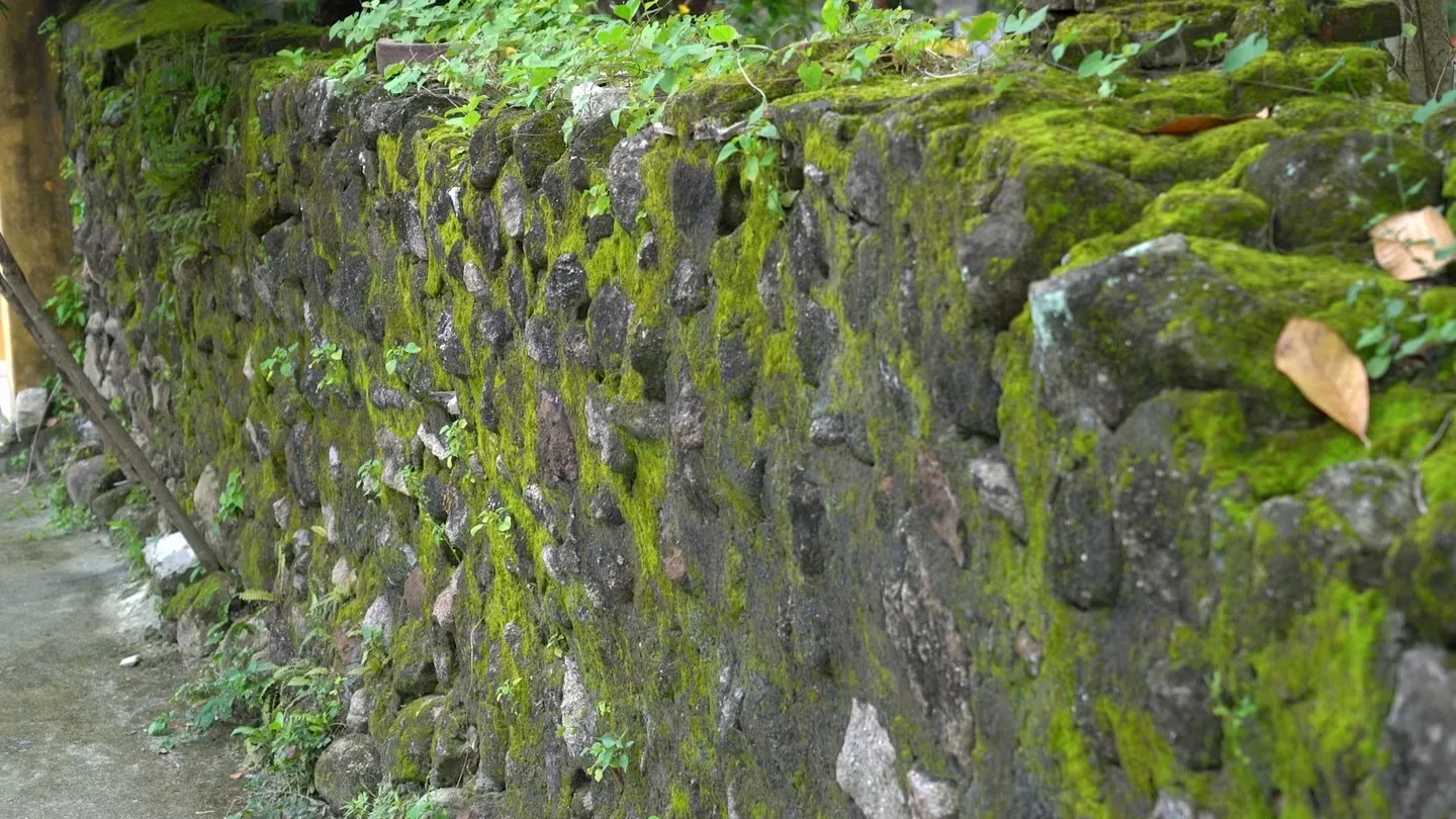 Rêu phủ trên tường bao chùa Hải Tạng