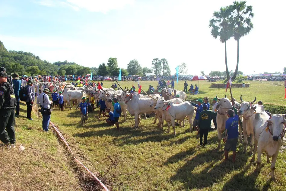 Quang cảnh Lễ hội đua bò Bảy Núi