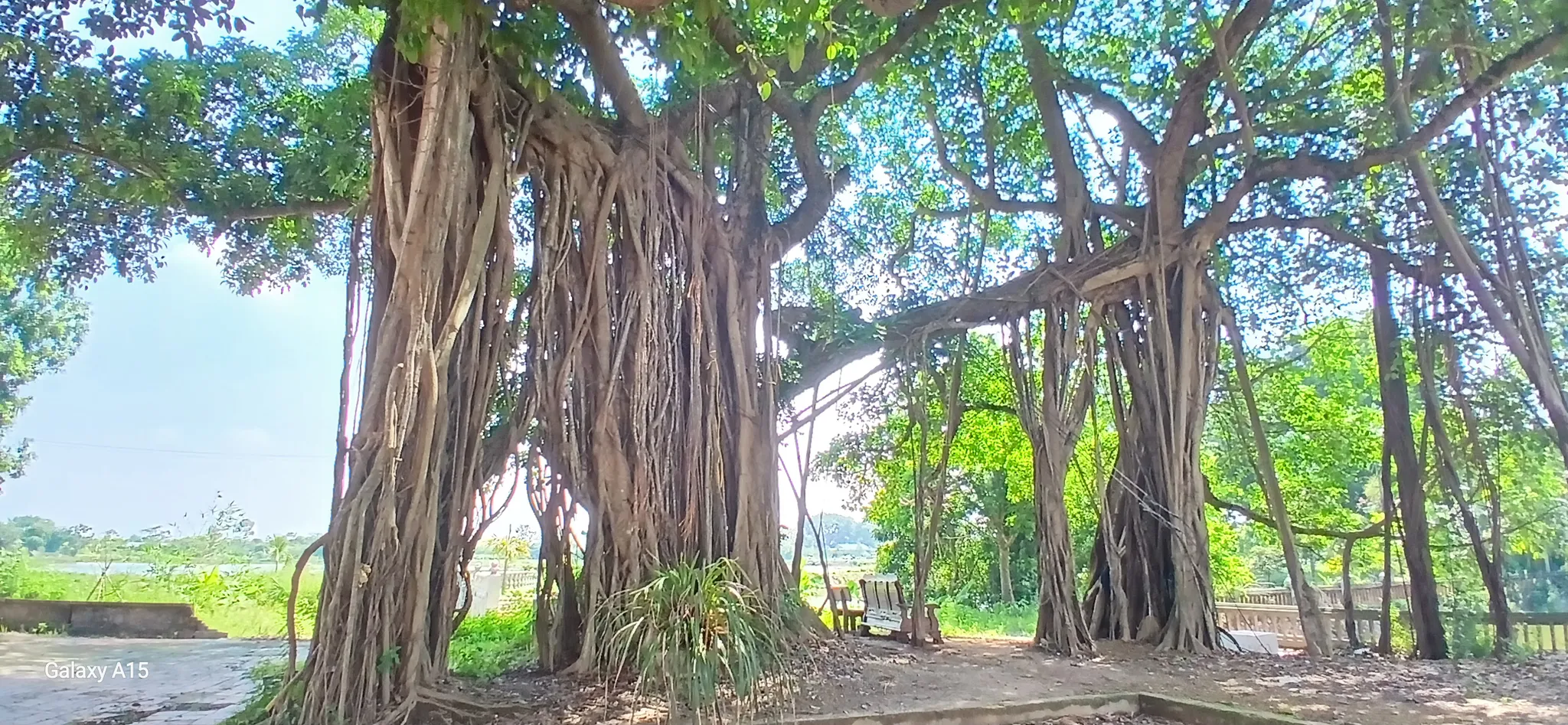 Cây đa trong khuôn viên đình làng Phương Bản