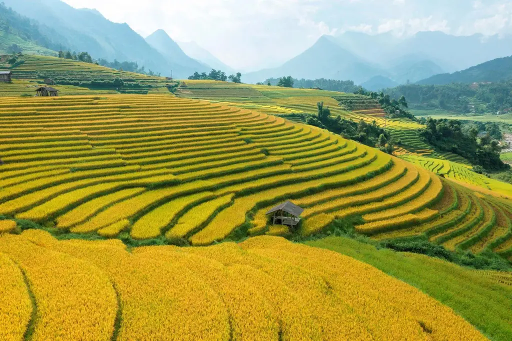 Hình ảnh ruộng bậc thang Sapa
