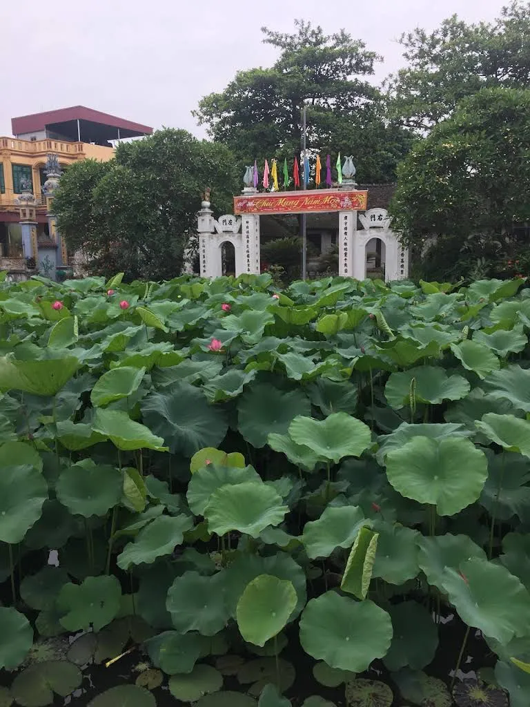 Hồ sen xanh mướt trước cổng đình Phí Trạch