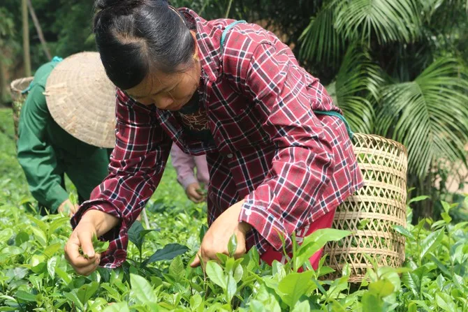 Người dân hái chè từ sáng sớm