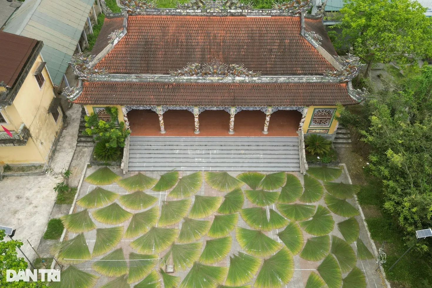 Công đoạn phơi cỏ bàng