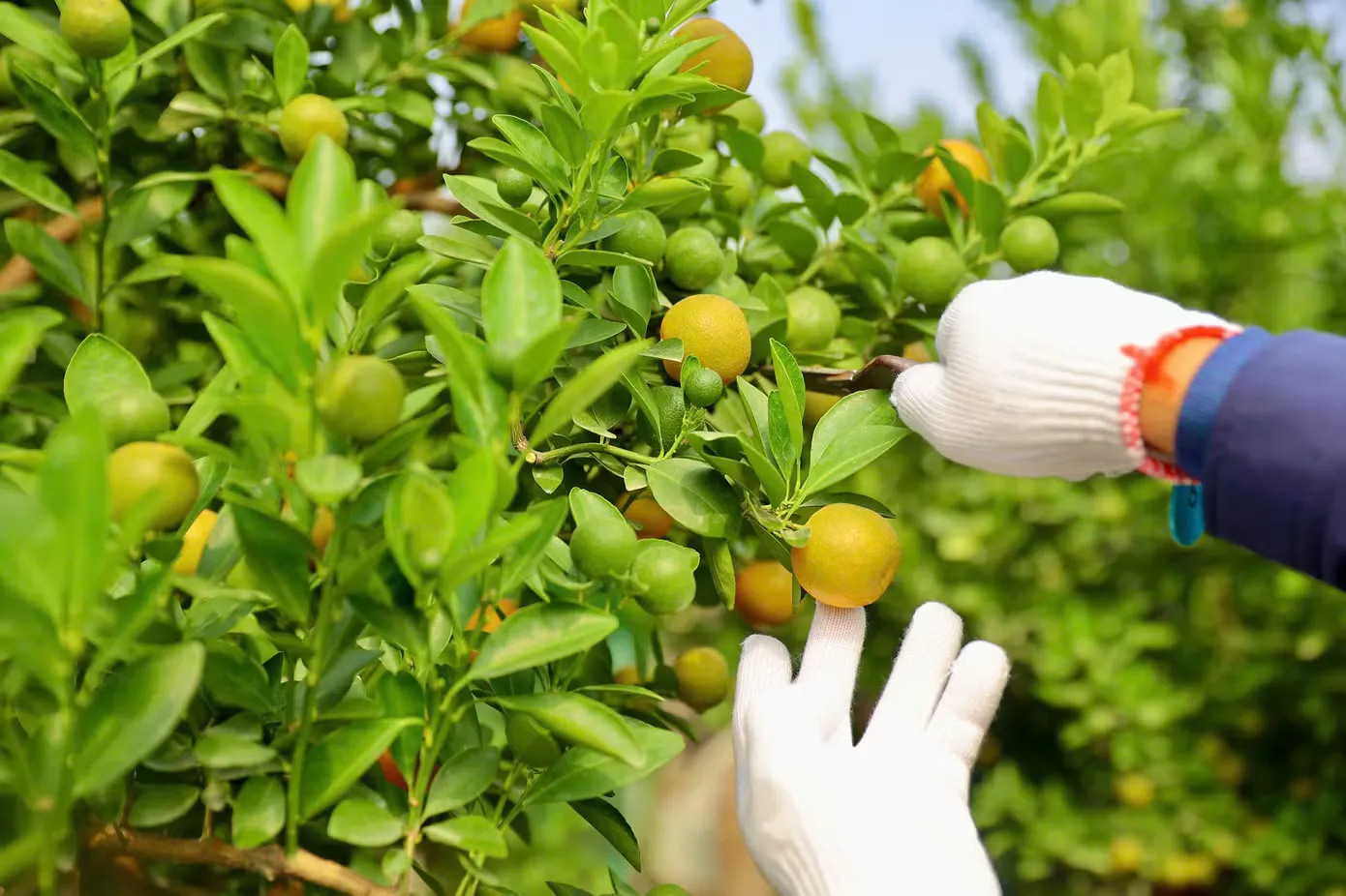 Công đoạn cắt tỉa và tạo hình cho cây quất