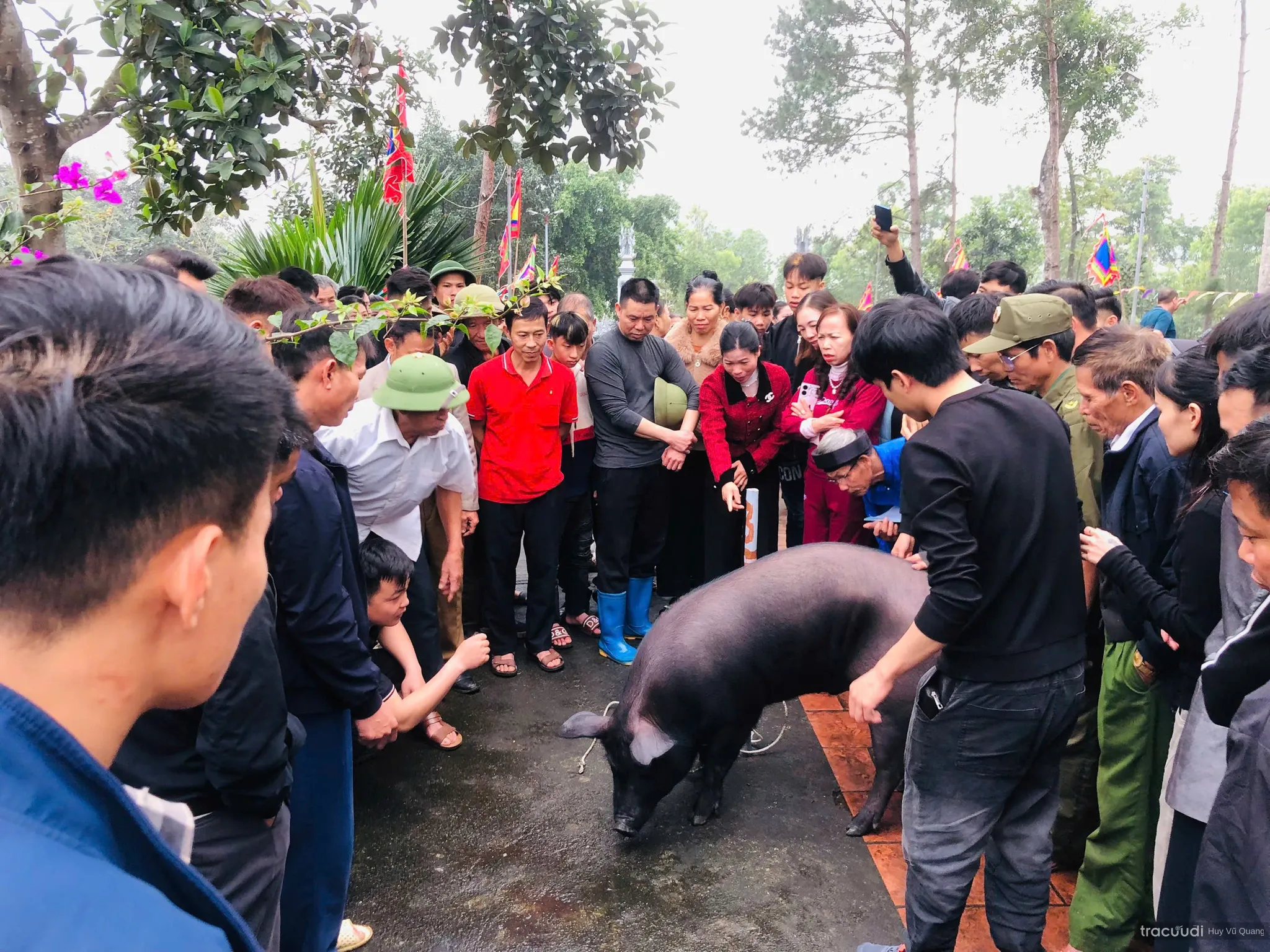 Lễ Tuyển sinh Ông Lợn Đen trong lễ hội đình Gia Áo