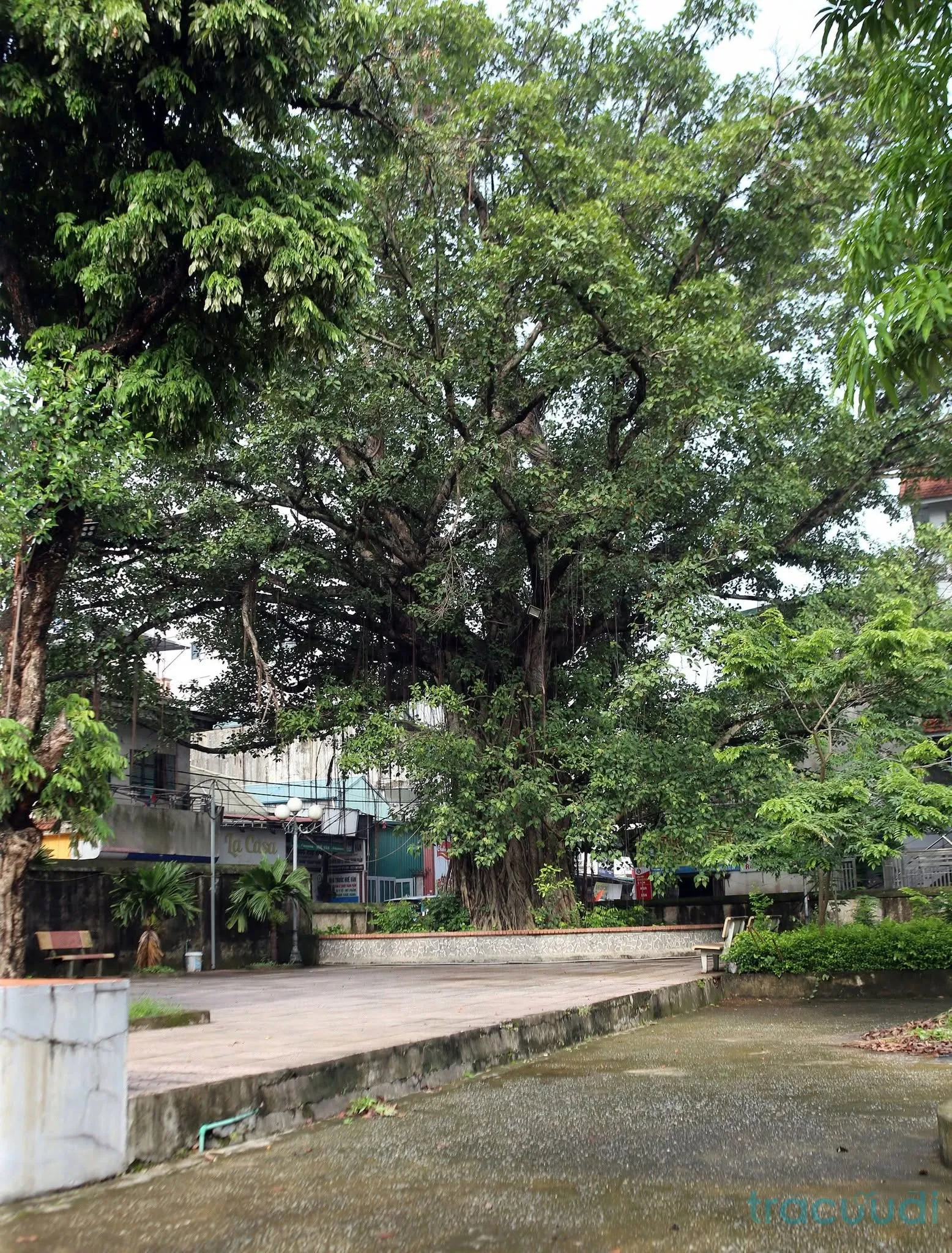 Cây đa cổ thụ trong khuôn viên đình Thị Cấm
