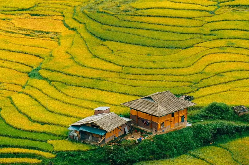 Hình ảnh ruộng bậc thang Sapa mùa lúa chín