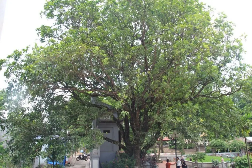 Không gian cảnh quan di tích Lăng Chử Cù Vân