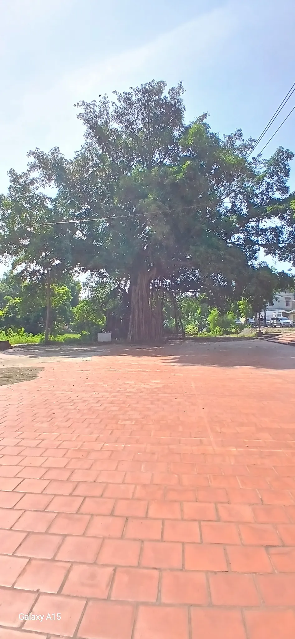 Toàn cảnh Cây đa, sân đình làng Phương Bản