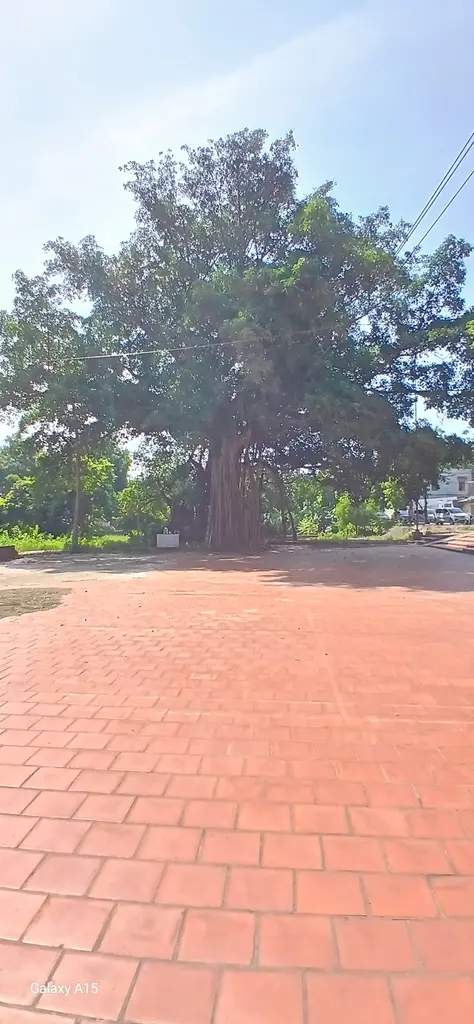 Toàn cảnh Cây đa, sân đình làng Phương Bản