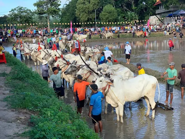 Không gian Lễ hội đua bò Bảy Núi